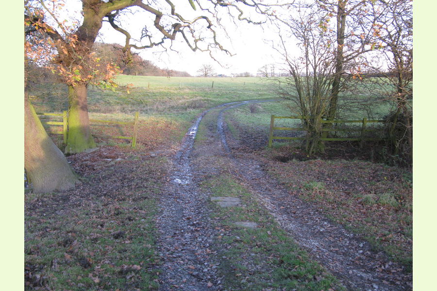 Woodland at Dale Abbey, Dale Abbey, between Derby and Ilkeston