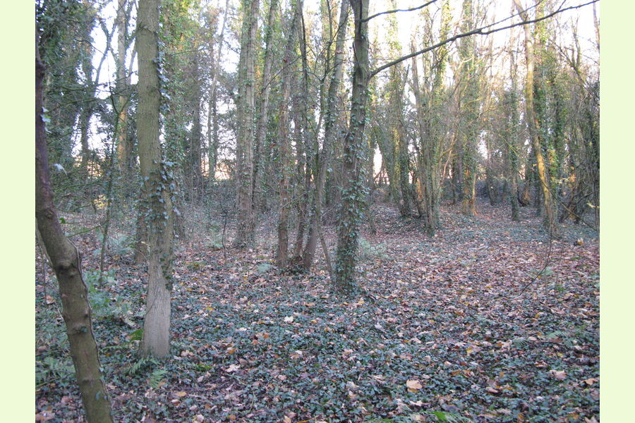 Woodland at Dale Abbey, Dale Abbey, between Derby and Ilkeston