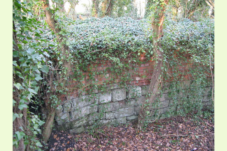Woodland at Dale Abbey, Dale Abbey, between Derby and Ilkeston