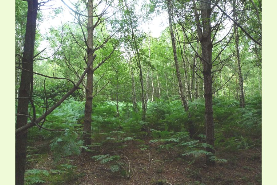 Broadhead Wood, South of Tunbridge Wells, East Sussex, Lodge Lane