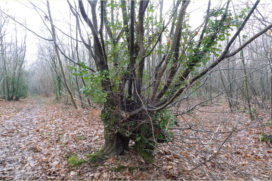 Wartling Wood, Hailsham, East Sussex, Wartling South East England