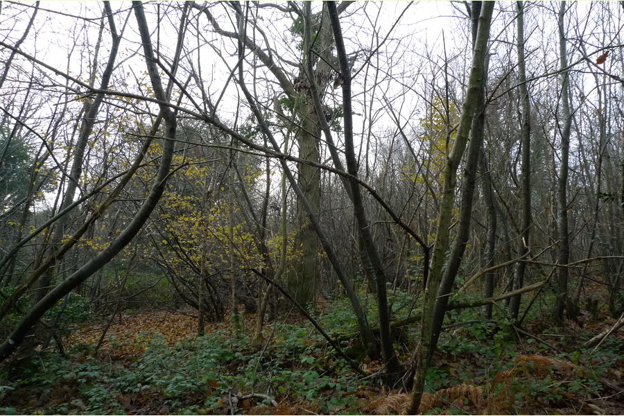 Wartling Wood, Hailsham, East Sussex, Wartling South East England