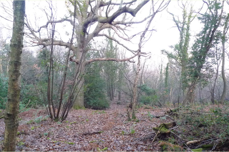 Wartling Wood, Hailsham, East Sussex, Wartling South East England