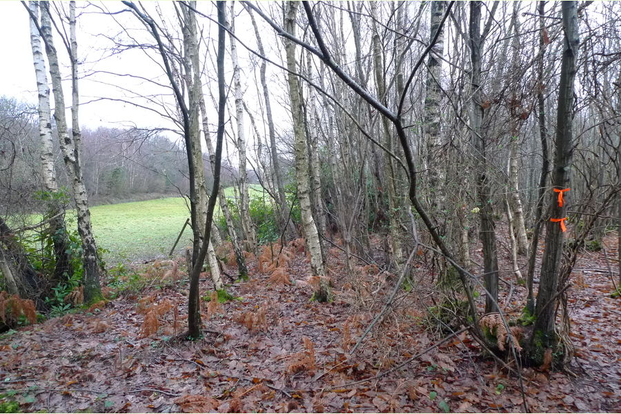 Wartling Wood, Hailsham, East Sussex, Wartling South East England