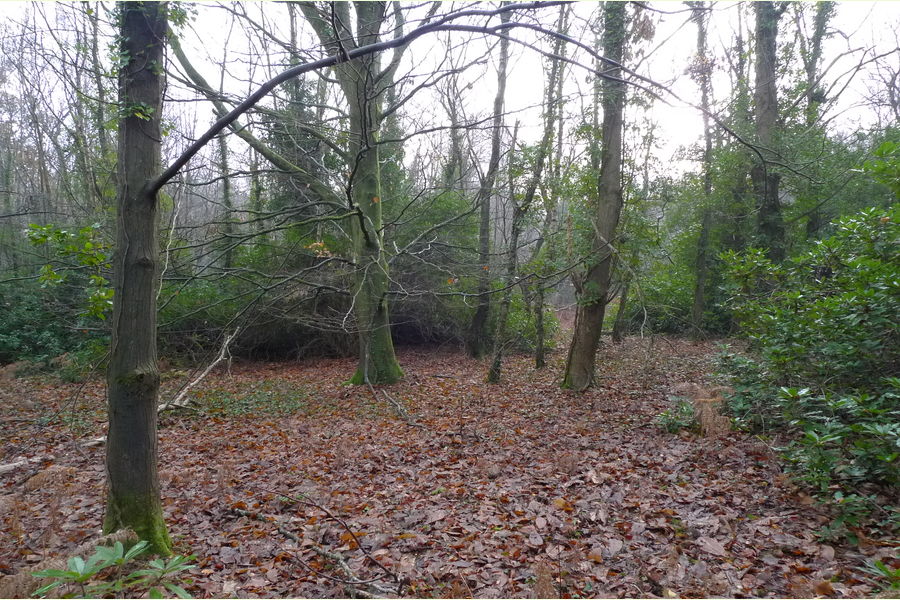 Wartling Wood, Hailsham, East Sussex, Wartling South East England
