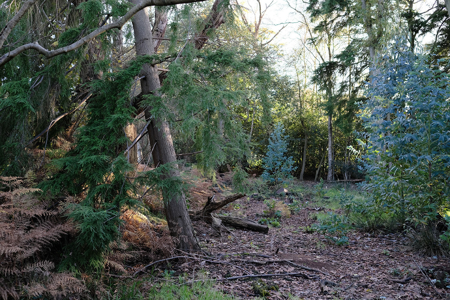 Stowell Wood Somerset, Forton, Chard South West England Forests.co.uk