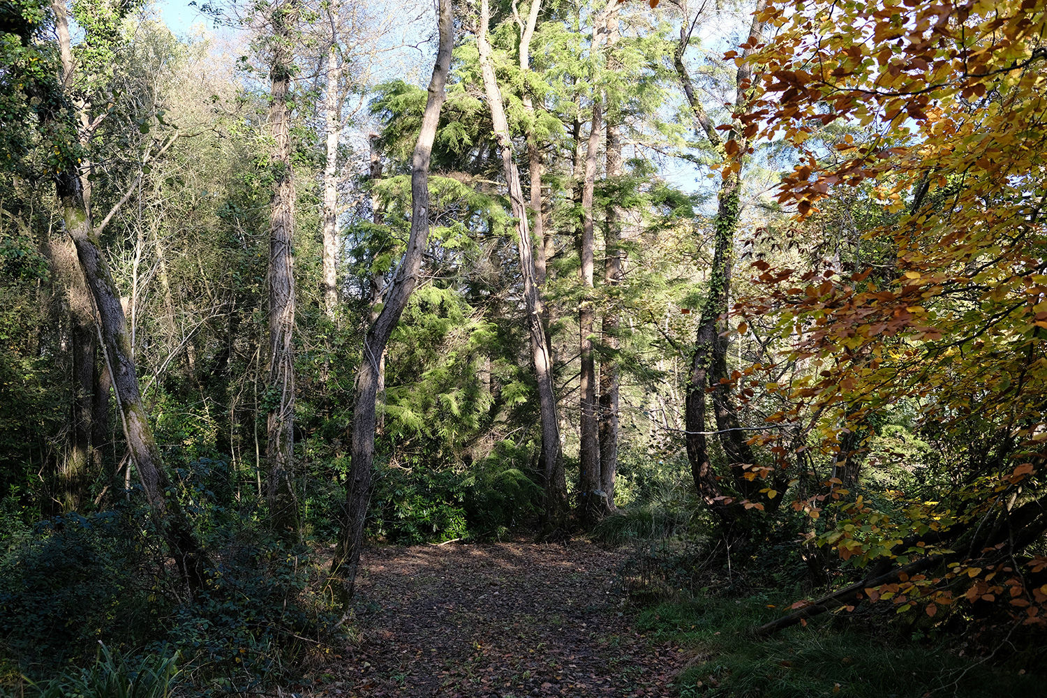 Stowell Wood Somerset, Forton, Chard South West England Forests.co.uk