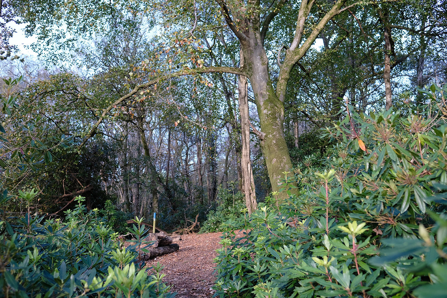 Stowell Wood Somerset, Forton, Chard South West England Forests.co.uk