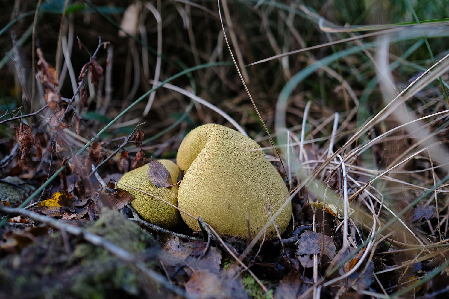 Stowell Wood Somerset, Forton, Chard South West England Forests.co.uk