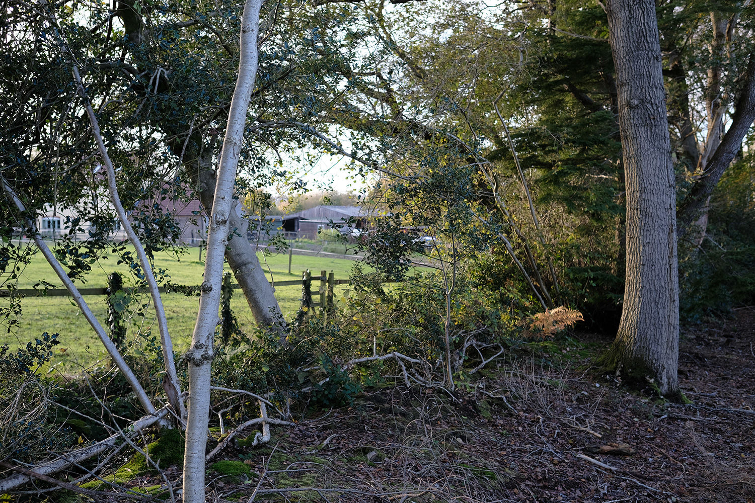 Stowell Wood Somerset, Forton, Chard South West England Forests.co.uk