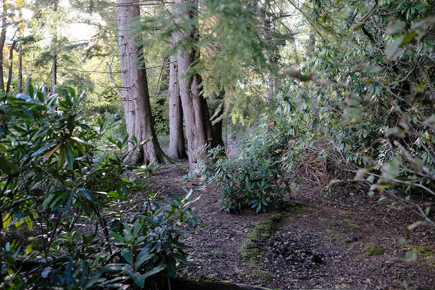 Stowell Wood Somerset, Forton, Chard South West England Forests.co.uk