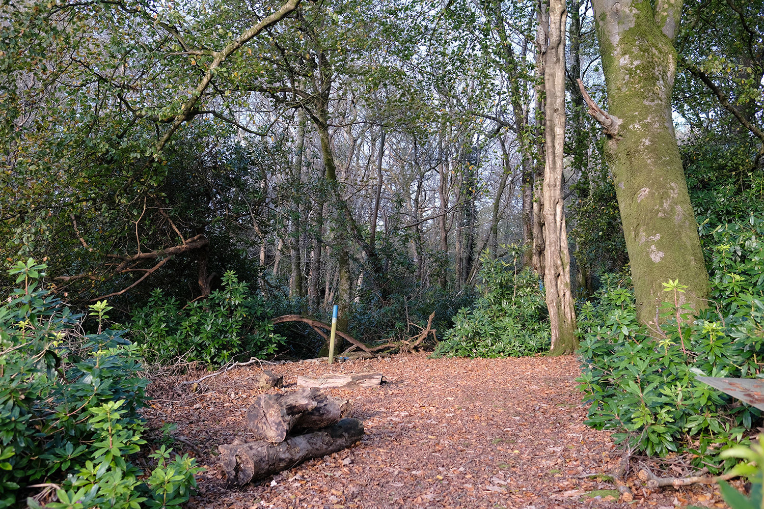 Stowell Wood Somerset, Forton, Chard South West England Forests.co.uk