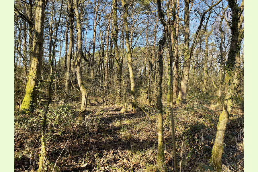 Coed Spwdwr, Carmarthenshire, Trimsaran, Kidwelly, Carmarthenshire