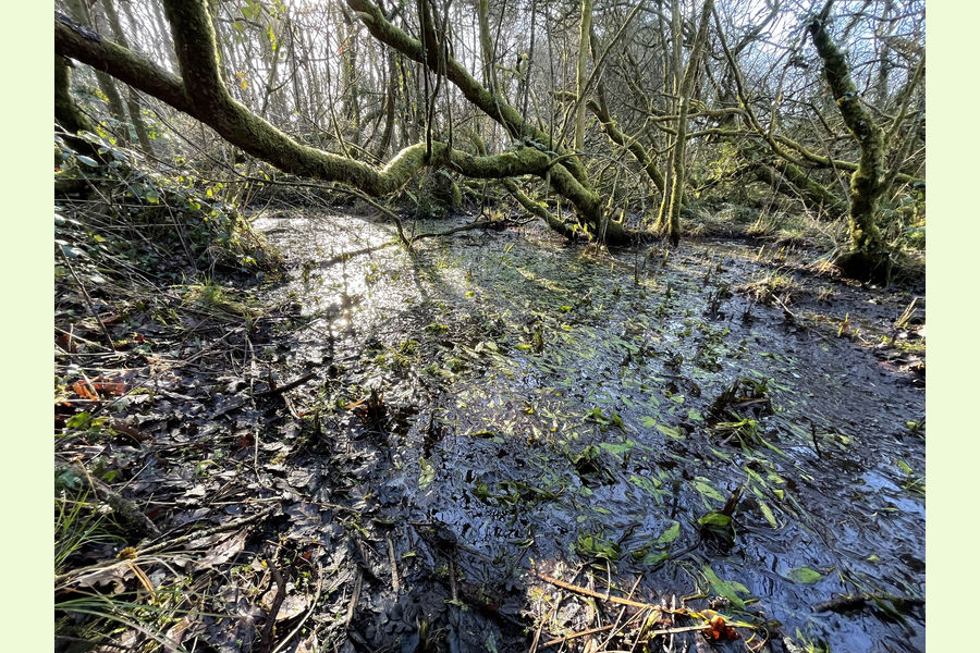 Coed Spwdwr, Carmarthenshire, Trimsaran, Kidwelly, Carmarthenshire