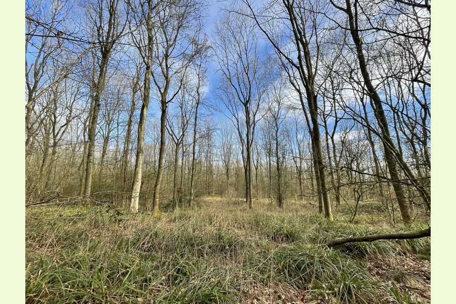 Clinker Wood, Alvechurch, Redditch, Worcestershire Central England Forests.co.uk