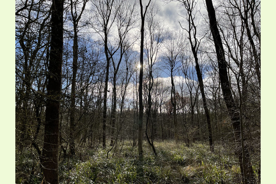 Clinker Wood, Alvechurch, Redditch, Worcestershire Central England Forests.co.uk