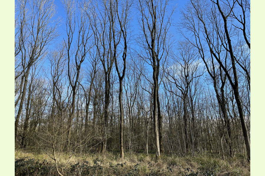 Clinker Wood, Alvechurch, Redditch, Worcestershire Central England Forests.co.uk