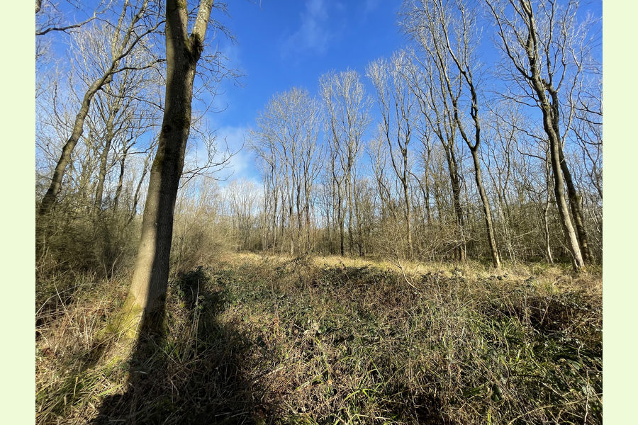 Clinker Wood, Alvechurch, Redditch, Worcestershire Central England Forests.co.uk