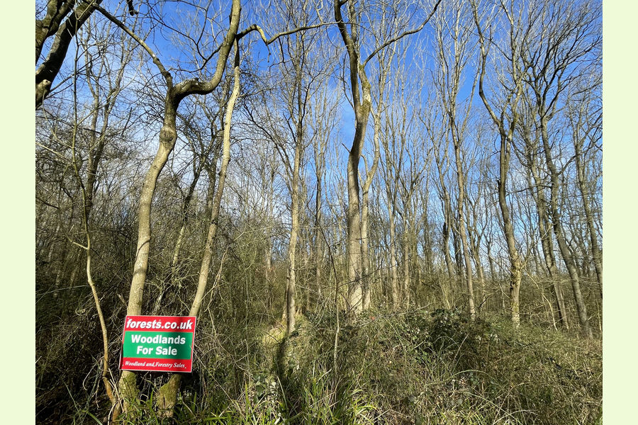 Clinker Wood, Alvechurch, Redditch, Worcestershire Central England Forests.co.uk