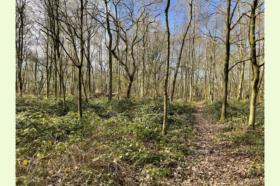 Rickstock Wood, Chetwynd, Newport, Shropshire Wales and the Welsh