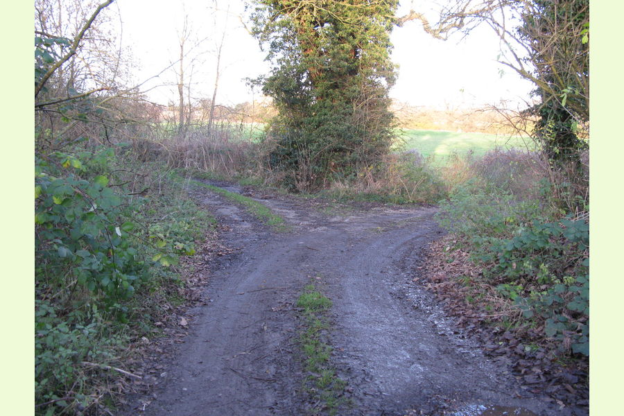 Woodland at Dale Abbey, Dale Abbey, between Derby and Ilkeston