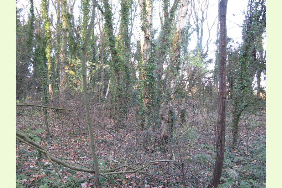 Woodland at Dale Abbey, Dale Abbey, between Derby and Ilkeston