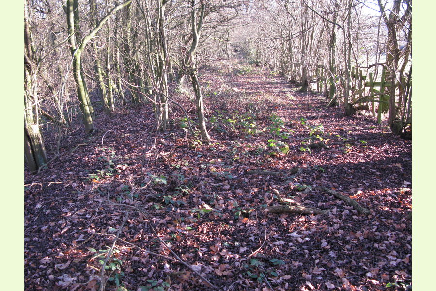 Woodland at Dale Abbey, Dale Abbey, between Derby and Ilkeston