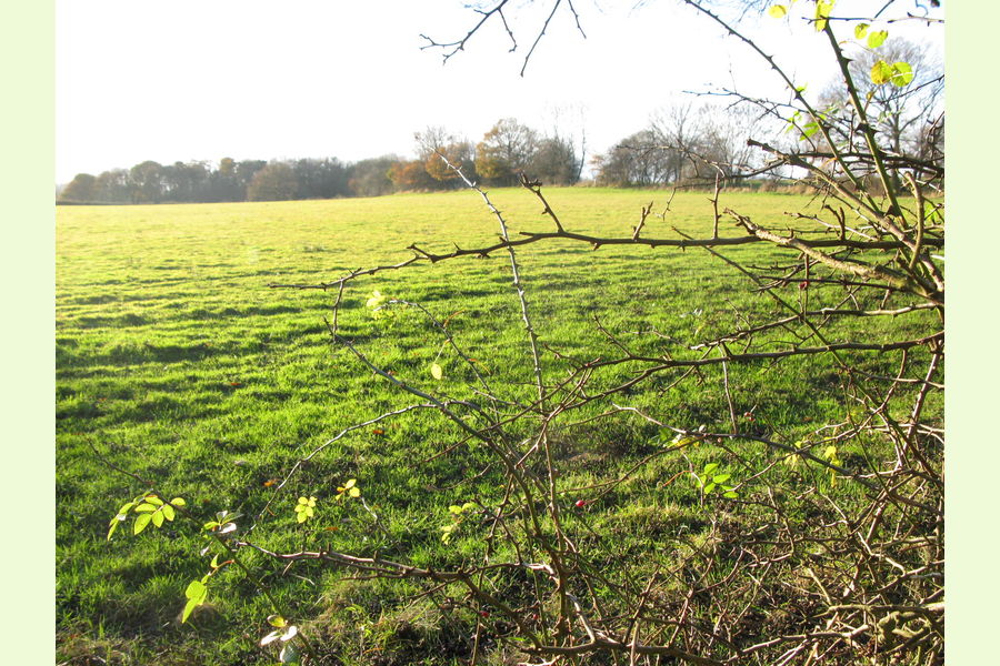 Woodland at Dale Abbey, Dale Abbey, between Derby and Ilkeston