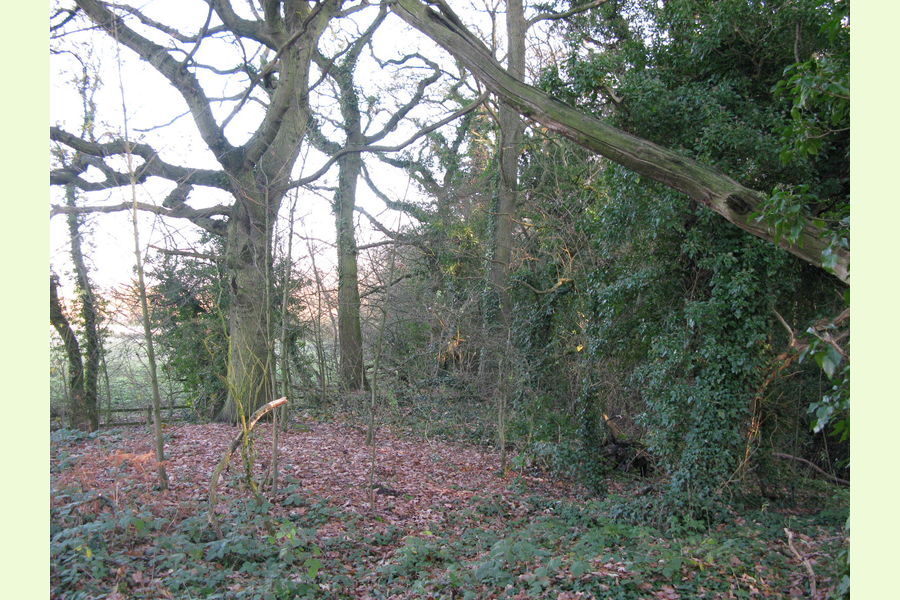 Woodland at Dale Abbey, Dale Abbey, between Derby and Ilkeston