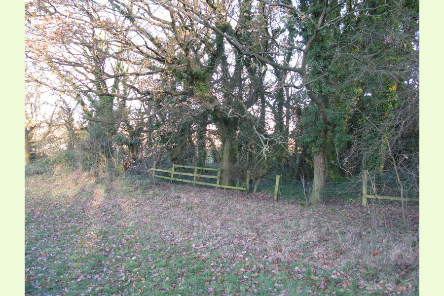 Woodland at Dale Abbey, Dale Abbey, between Derby and Ilkeston