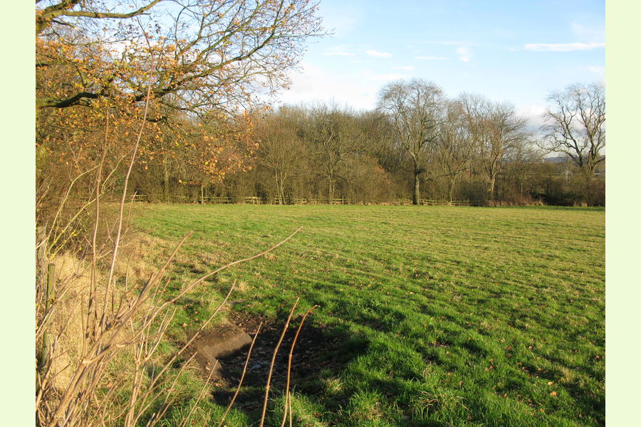 Woodland at Dale Abbey, Dale Abbey, between Derby and Ilkeston
