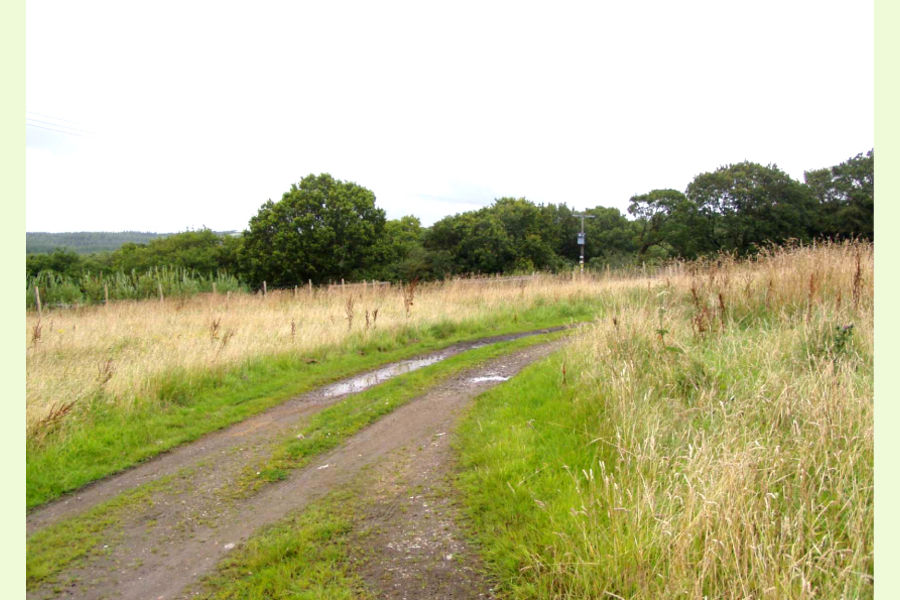 Folley Meadow and Wood, Near Clawton, Holsworthy, Devon South West
