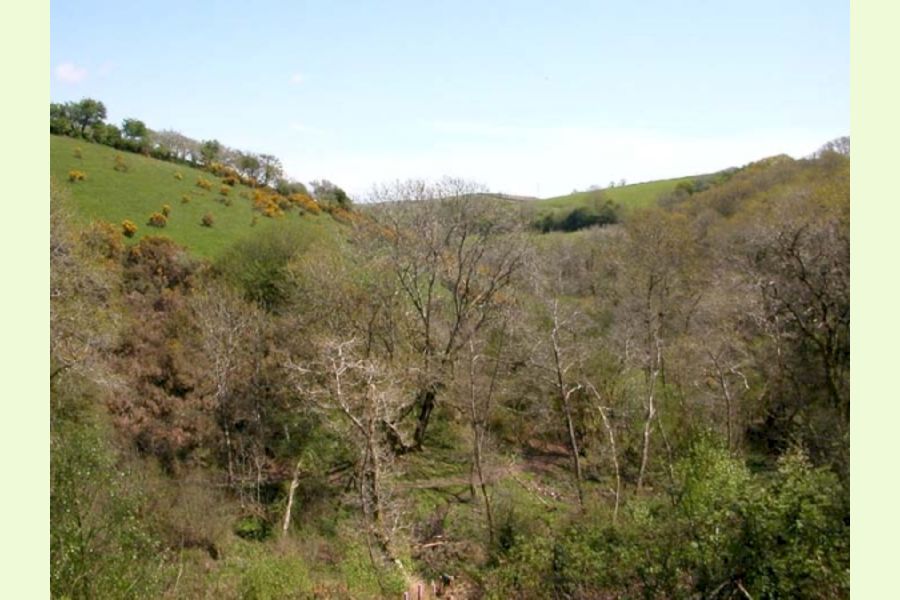 Wood, Pelynt, Looe, Cornwall South West England Forests.co.uk