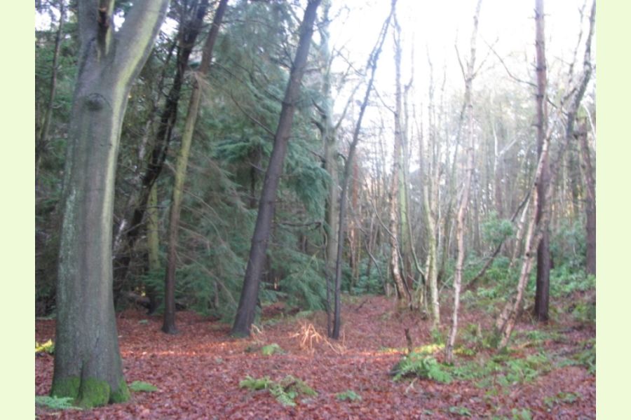 Weatherstones Wood, Neston on the Wirral, Cheshire Northern England