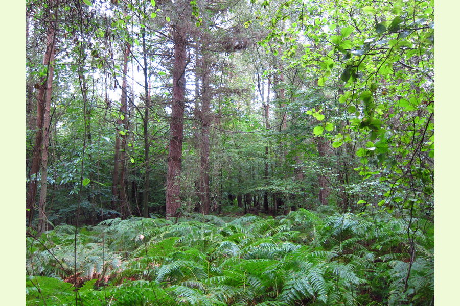 Canterbury Wood, At Longbeech near Charing in Kent South East England