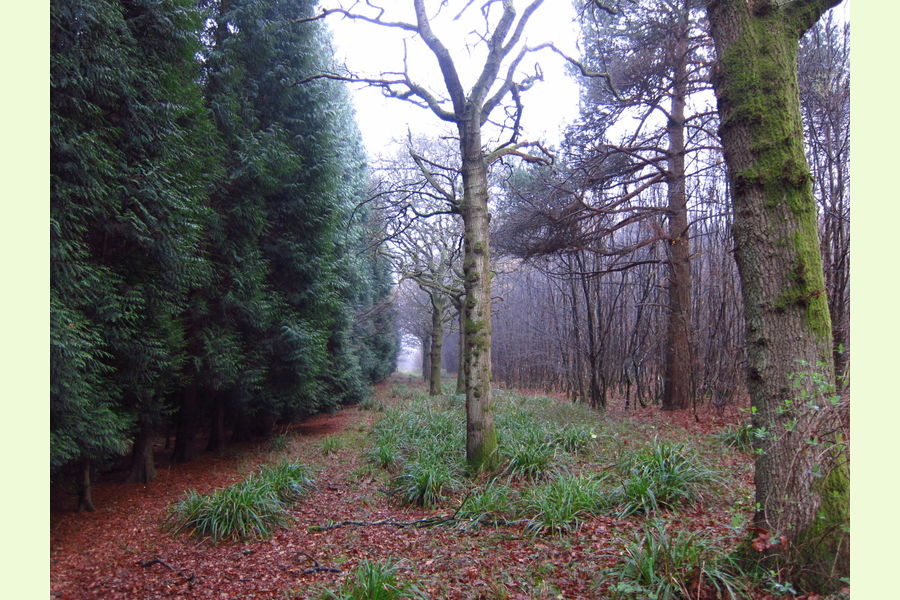 Hyes Copse, By Rudgwick, Horsham, West Sussex South East England
