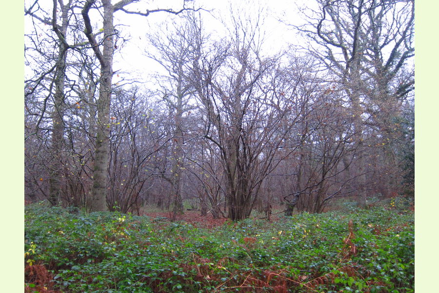 Hyes Copse, By Rudgwick, Horsham, West Sussex South East England