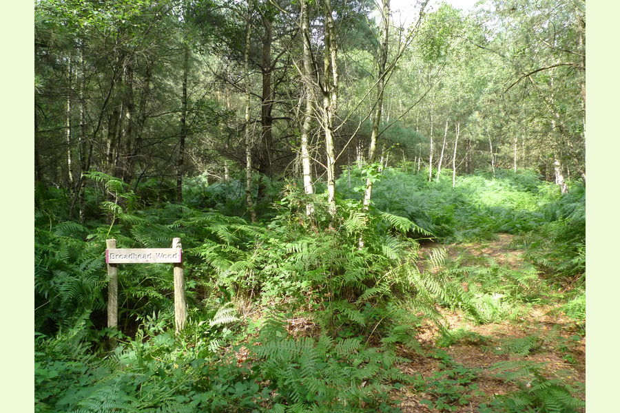 Broadhead Wood, South of Tunbridge Wells, East Sussex, Lodge Lane