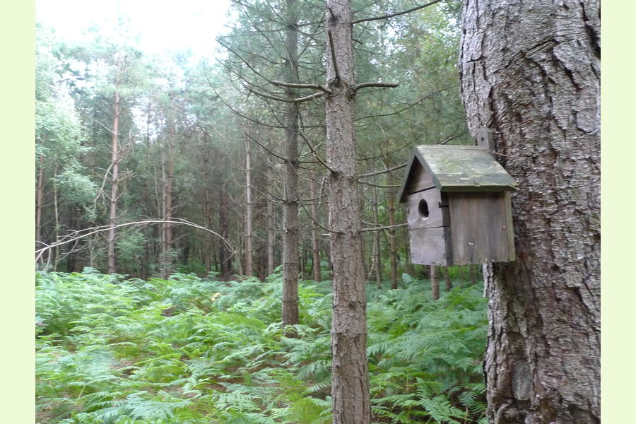 Broadhead Wood, South of Tunbridge Wells, East Sussex, Lodge Lane