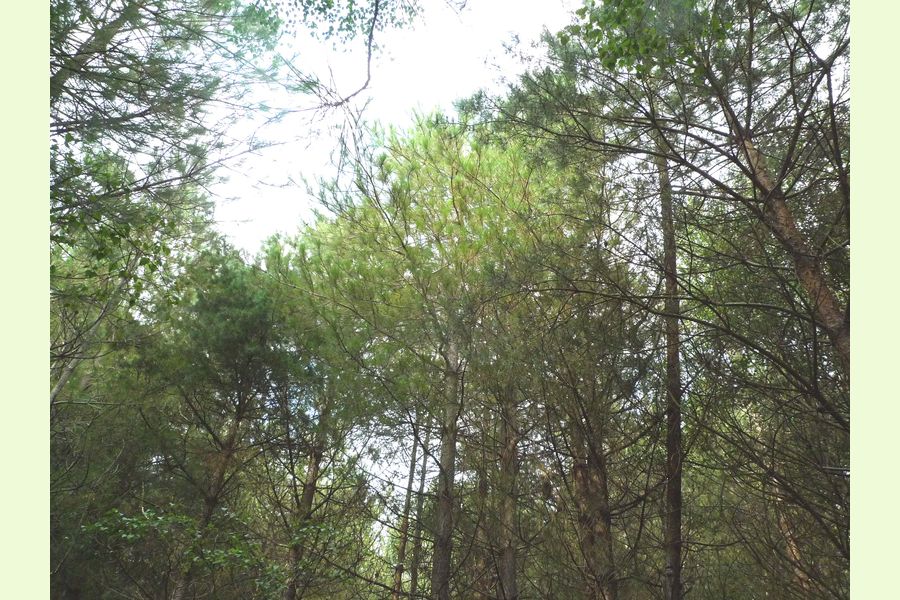 Broadhead Wood, South of Tunbridge Wells, East Sussex, Lodge Lane