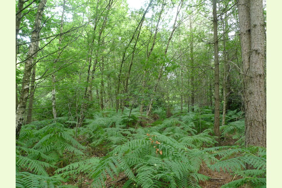 Broadhead Wood, South of Tunbridge Wells, East Sussex, Lodge Lane