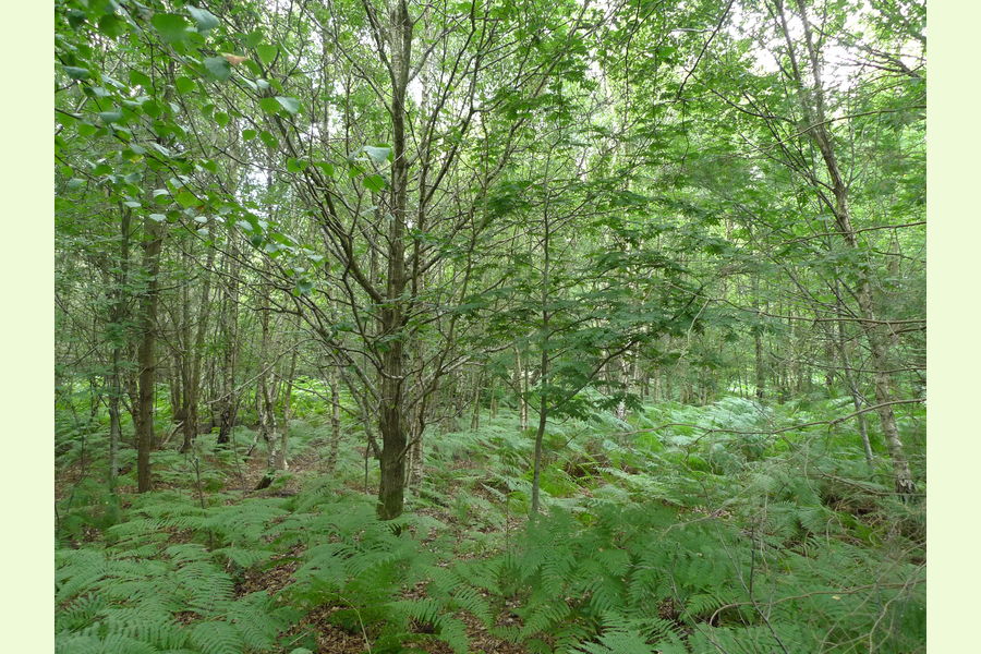 Broadhead Wood, South of Tunbridge Wells, East Sussex, Lodge Lane