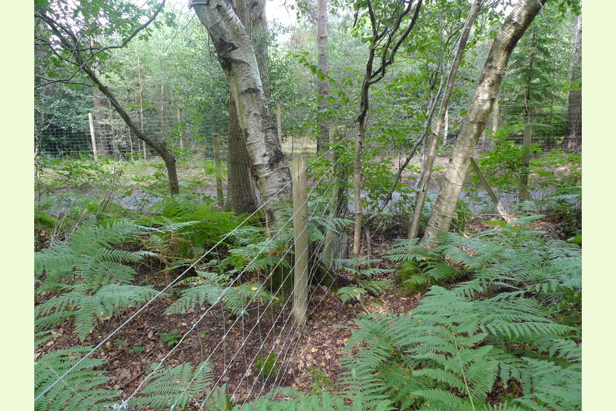 Broadhead Wood, South of Tunbridge Wells, East Sussex, Lodge Lane