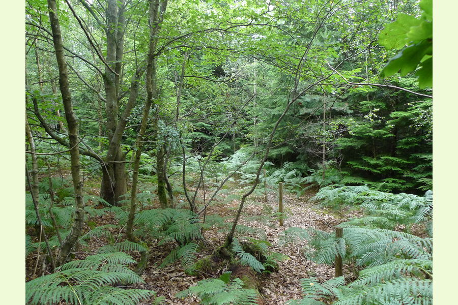 Broadhead Wood, South of Tunbridge Wells, East Sussex, Lodge Lane
