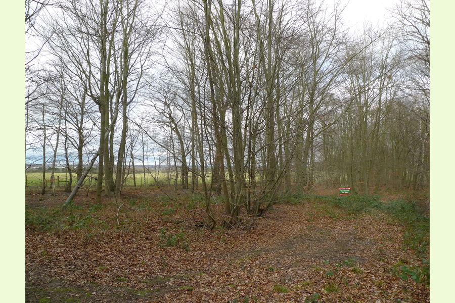 Olde Wood, near Witham, Essex, Wickham Whitham, Essex East