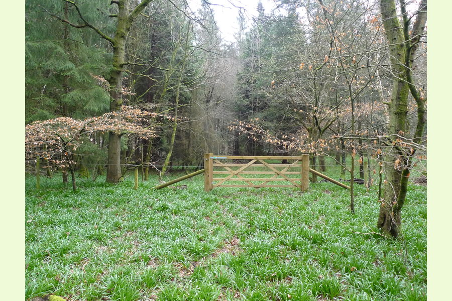 Greyhone Wood, Rotherfield Peppard, near Henley on Thames, Oxon