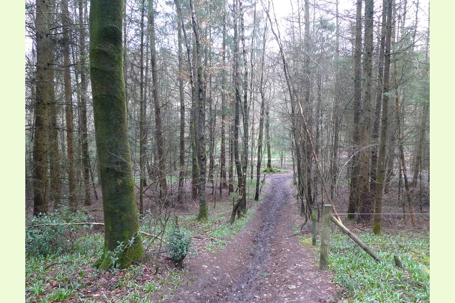 Greyhone Wood, Rotherfield Peppard, near Henley on Thames, Oxon