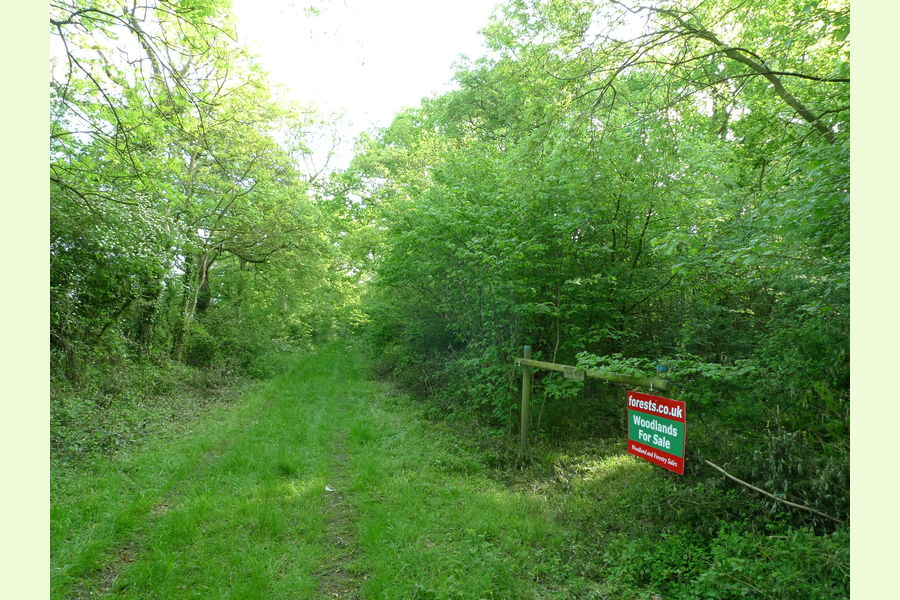 Vixen Wood, Orlingbury, Kettering, Northants East Anglia Forests.co.uk