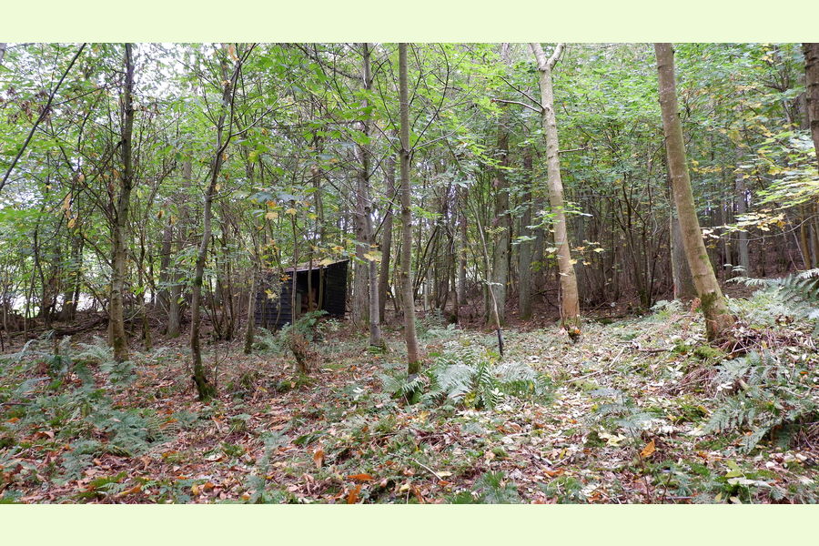 Woolston Wood, Shropshire, Horderley, Craven Arms, Shropshire Wales