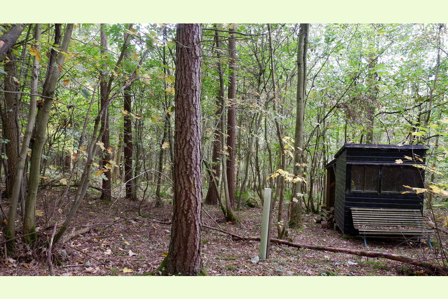 Woolston Wood, Shropshire, Horderley, Craven Arms, Shropshire Wales